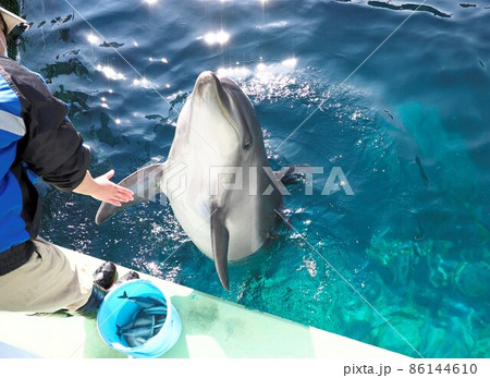 しながわ水族館 イルカと飼育員さん しながわ水族館 イルカと飼育員さん 86144610