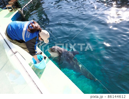 しながわ水族館 イルカと飼育員さん しながわ水族館 イルカと飼育員さん 86144612