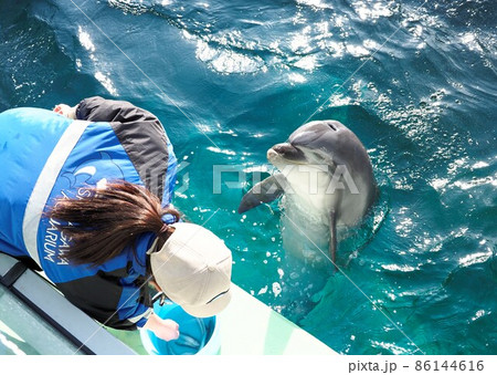 しながわ水族館 イルカと飼育員さん しながわ水族館 イルカと飼育員さん 86144616