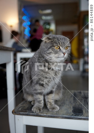 Lop-eared Scittish grey cat close-up. Darling. home 86144889