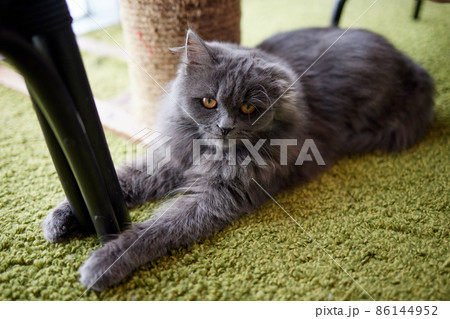 Happy cat. Scottish Fold Cat. British Blue Cat at home. Big fat and impudent cat. 86144952