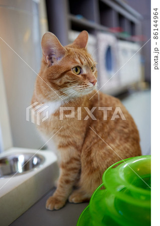 Cute cat near bowls with food and drink at home. 86144964