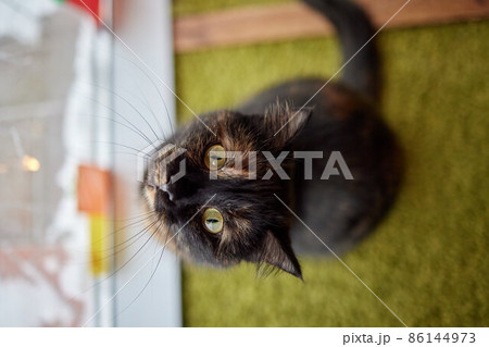A closeup shot of sitting orange Brazilian shorthair cat. A closeup shot of sitting orange Brazilian shorthair cat. 86144973