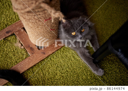 Happy cat. Scottish Fold Cat. British Blue Cat at home. Big fat and impudent cat. 86144974