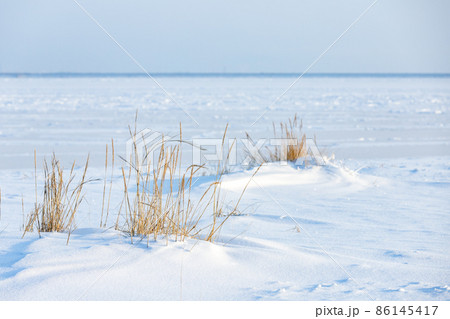 Winter landscape with dry coastal grass in white snow 86145417