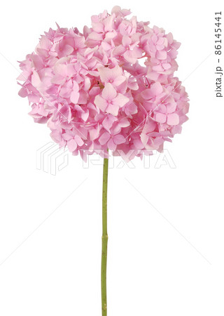 Pink flower hydrangea (Clipping path) Pink flower hydrangea (Clipping path) 86145441