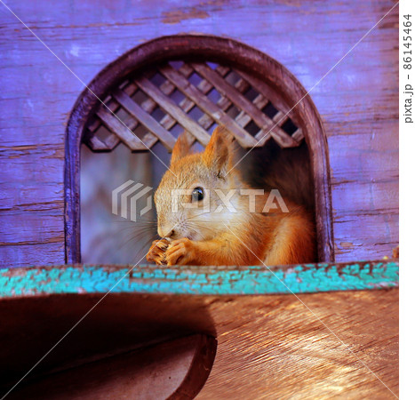 Funny squirrel nibbles nuts photo Funny squirrel nibbles nuts photo 86145464