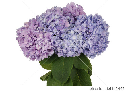 Purple and blue flower hydrangea (Clipping path) Purple and blue flower hydrangea (Clipping path) 86145465