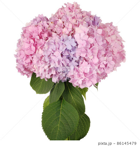 Pink flower hydrangea (Clipping path) Pink flower hydrangea (Clipping path) 86145479