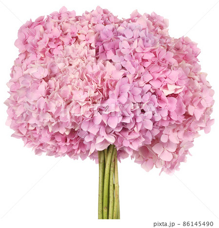 Pink flower hydrangea (Clipping path) Pink flower hydrangea (Clipping path) 86145490