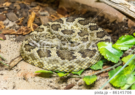 Southern Pacific Rattlesnake 86145706