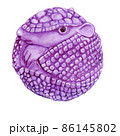Watercolor drawing of an armadillo curled up in a purple ball. 86145802