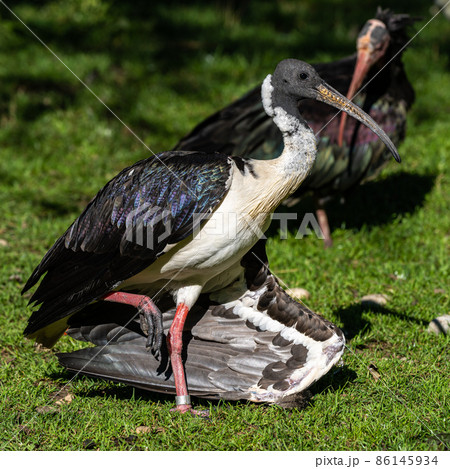Straw-necked Ibis, Threskiornis spinicollis in the zoo 86145934