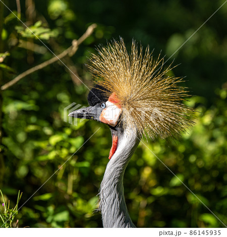 Black Crowned Crane, Balearica pavonina in a park 86145935