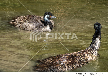 Emu, Dromaius novaehollandiae standing in grass in its habitat Emu, Dromaius novaehollandiae standing in grass in its habitat 86145936
