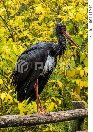 Black stork, Ciconia nigra in a german nature park Black stork, Ciconia nigra in a german nature park 86145940