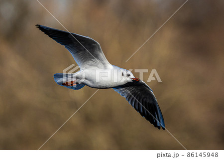 The European Herring Gull, Larus argentatus is a large gull 86145948