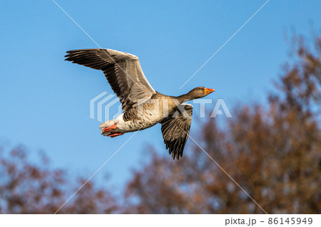 The flying greylag goose, Anser anser is a species of large goose The flying greylag goose, Anser anser is a species of large goose 86145949