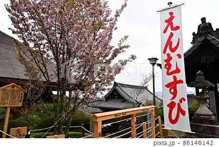 地主神社の桜 86146142