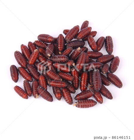 Pupa big green fly Pupa big green fly 86146151