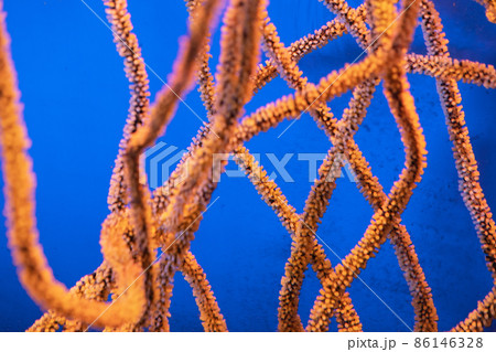 thin orange corals underwater. Underwater photography. underwater background 86146328