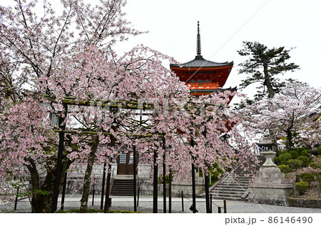 清水寺の桜 清水寺の桜 86146490