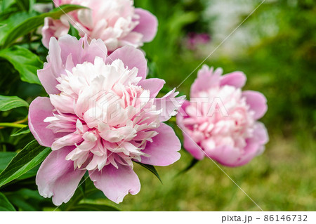 Bouquet of Pink Peonies closeup on a blurred green background. Beautiful fresh cut bouquet. Blooming spring garden.  86146732