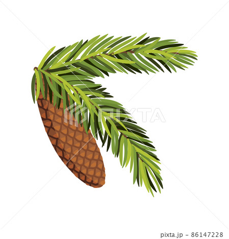 Fir tree branch with hanging cone. Green spruce branch as natural evergreen decoration element for banner. Isolated on white vector illustration 86147228