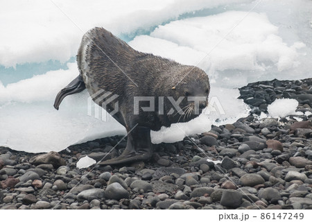 Antarctic fur seal, an beach, Antartic peninsula. Antarctic fur seal, an beach, Antartic peninsula. 86147249