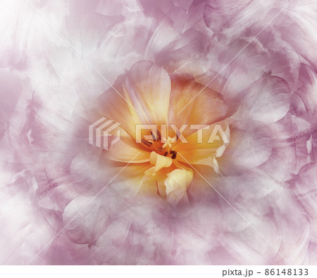 purple tulips. Floral background. Nature. Closeup Garden flower. purple tulips. Floral background. Nature. Closeup Garden flower. 86148133