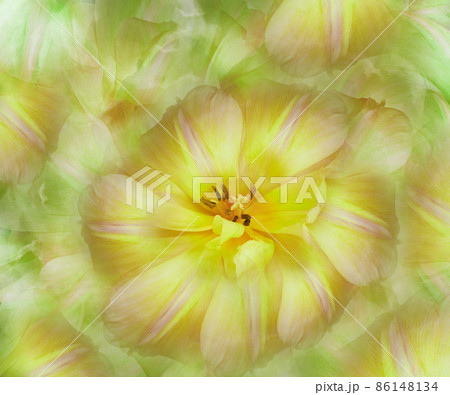 Yellow tulips. Floral background. Nature. Closeup Garden flower. Yellow tulips. Floral background. Nature. Closeup Garden flower. 86148134