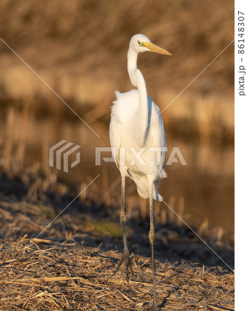 ダイサギ ダイサギ 86148307