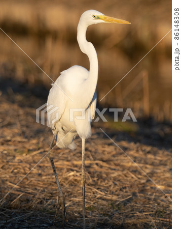 ダイサギ ダイサギ 86148308