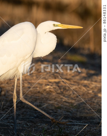 ダイサギ 86148331