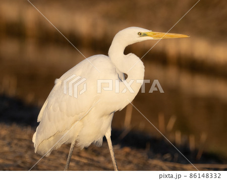 ダイサギ 86148332