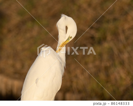 ダイサギ 86148333