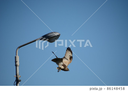 ノスリ・鵟 ノスリ・鵟 86148458