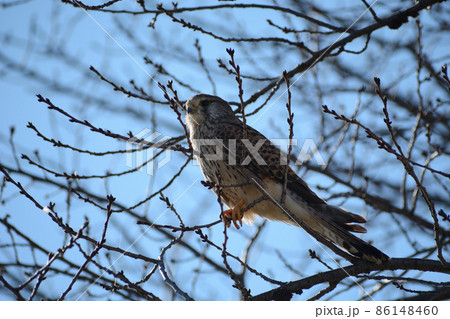 チョウゲンボウ 86148460