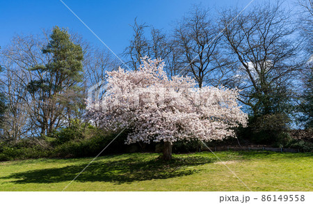 春のバンクーバー　エリザベス女王公園　満開の桜　カナダ 86149558