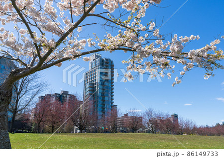 春のバンクーバー スタンレーパーク 満開の桜 カナダの写真素材