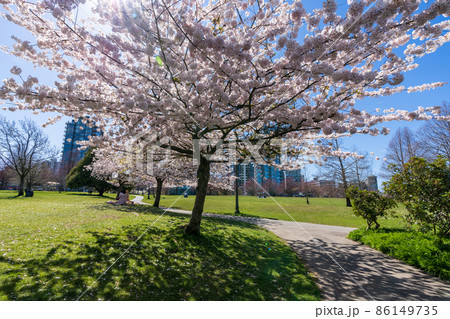 春のバンクーバー スタンレーパーク 満開の桜 カナダ 春のバンクーバー スタンレーパーク 満開の桜 カナダ 86149735