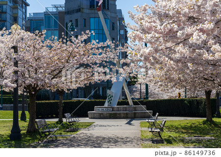 春のバンクーバー スタンレーパーク 満開の桜 カナダの写真素材