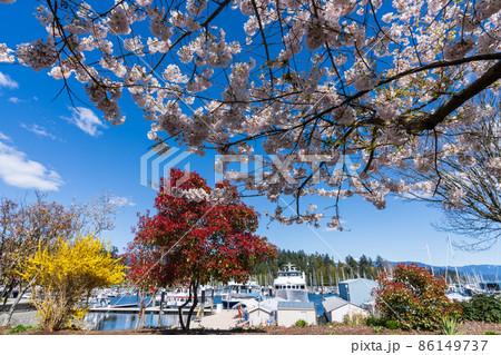 春のバンクーバー スタンレーパーク 満開の桜 カナダの写真素材