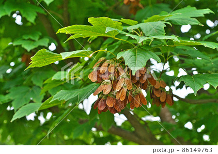 茶色のカジカエデの実(夏) 茶色のカジカエデの実(夏) 86149763