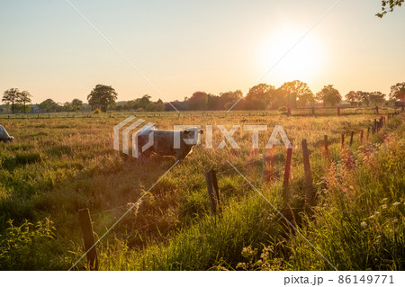Cows on pasture in sunrise autumn light Cows on pasture in sunrise autumn light 86149771