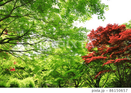 新緑の御岳渓谷 86150657