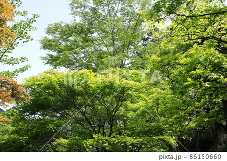 新緑の御岳渓谷 86150660