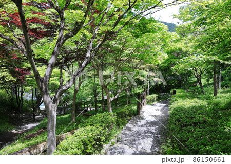 新緑の御岳渓谷 86150661