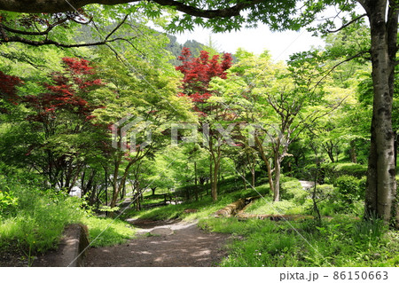 新緑の御岳渓谷 新緑の御岳渓谷 86150663