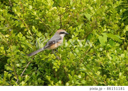 お気に入りの枝にとまって休憩する子育て中のモズ 86151181